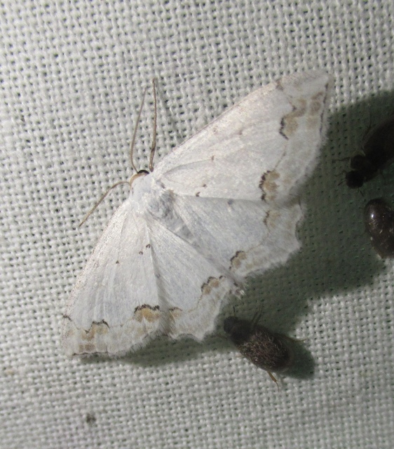 Scopula ornata - díszes fehéraraszoló