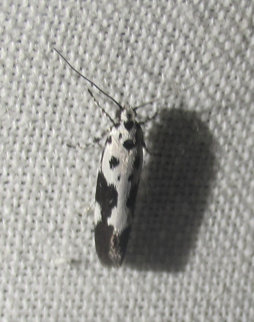 Ethmia quadrillella - gyászos feketemoly