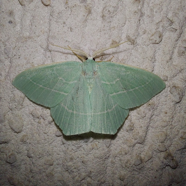 Hemistola chrysoprasaria - kékes zöldaraszoló