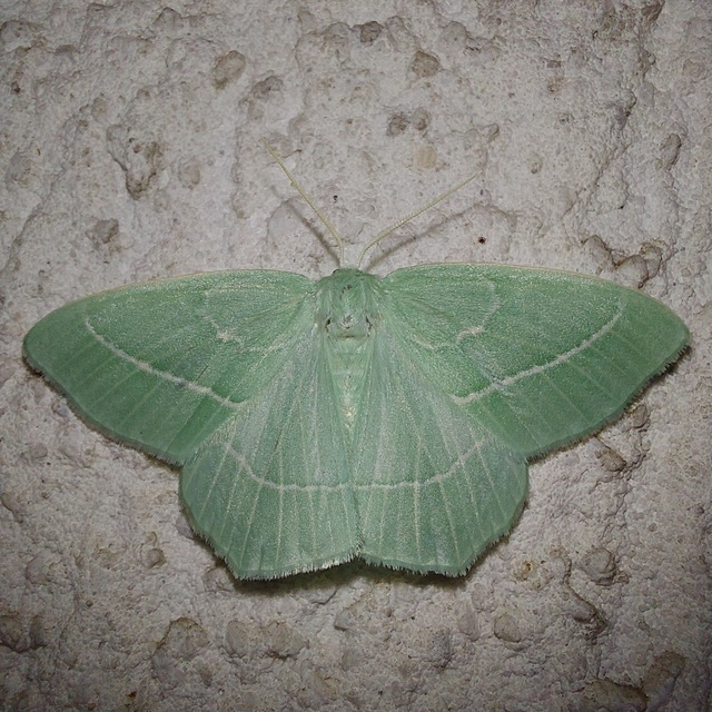 Hemistola chrysoprasaria - kékes zöldaraszoló