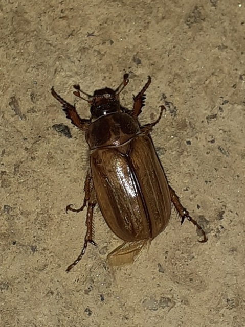 Amphimallon solstitiale - bordás sárgacserebogár