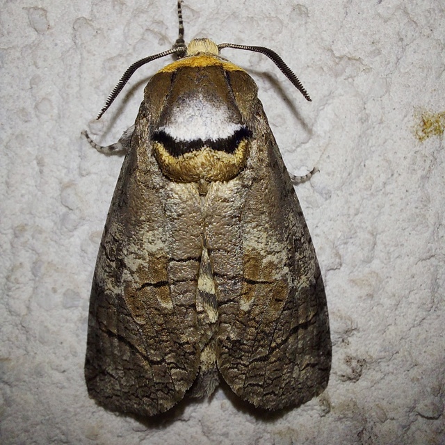 Cossus cossus - fűzfarontólepke