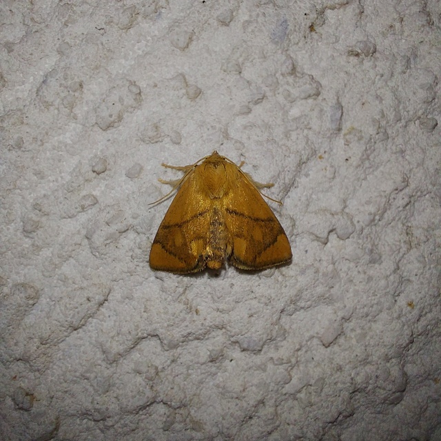 Apoda limacodes - kagylólepke
