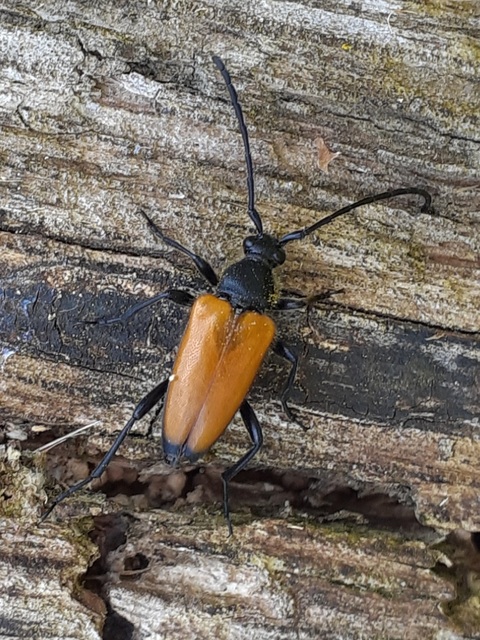 Stictoleptura fulva - vörhenyes virágcincér