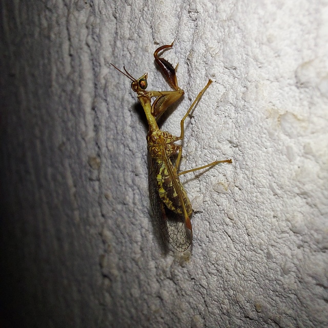 Mantispa styriaca - kétszínű fogólábú-fátyolka