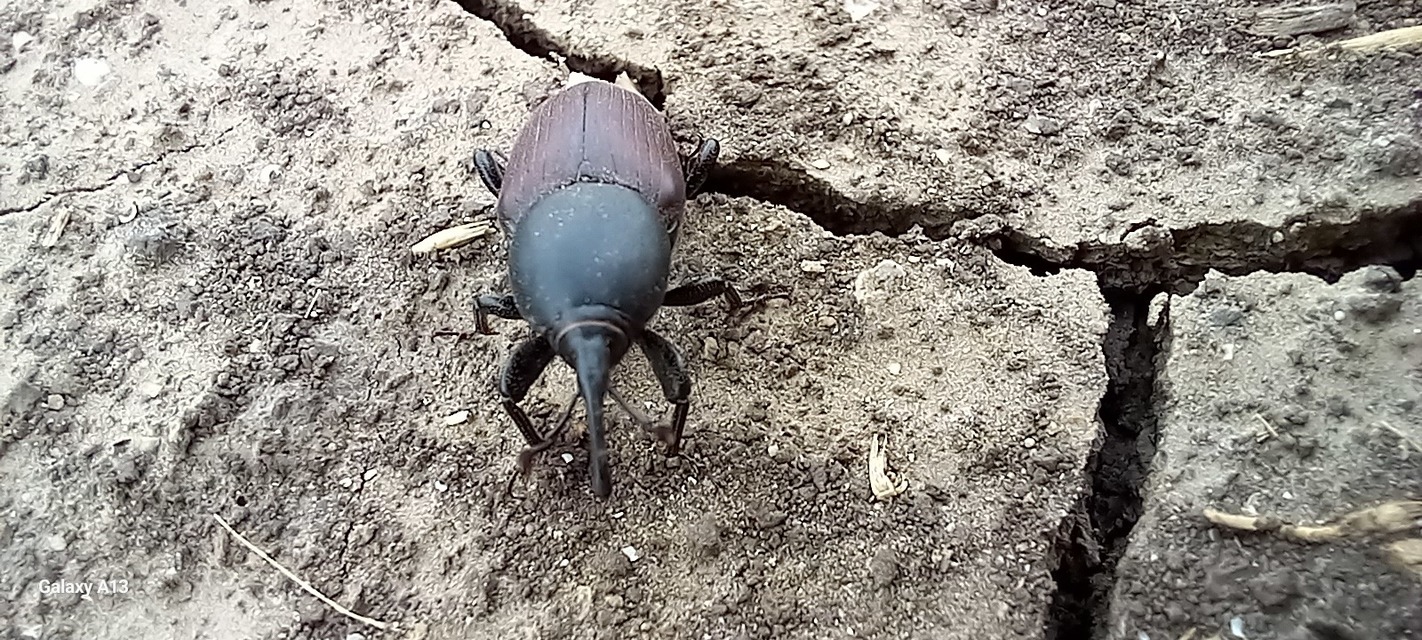Sphenophorus