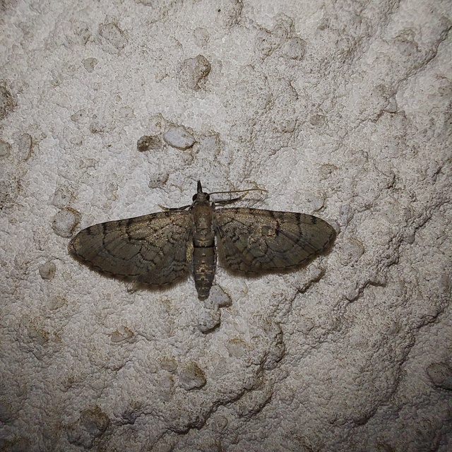 Eupithecia silenicolata - habszegfű-törpearaszoló
