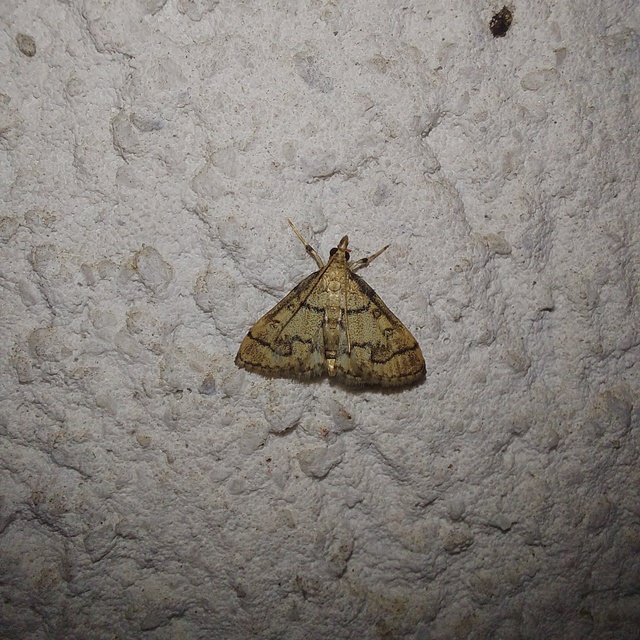 Metasia ophialis - kígyósávos tűzmoly