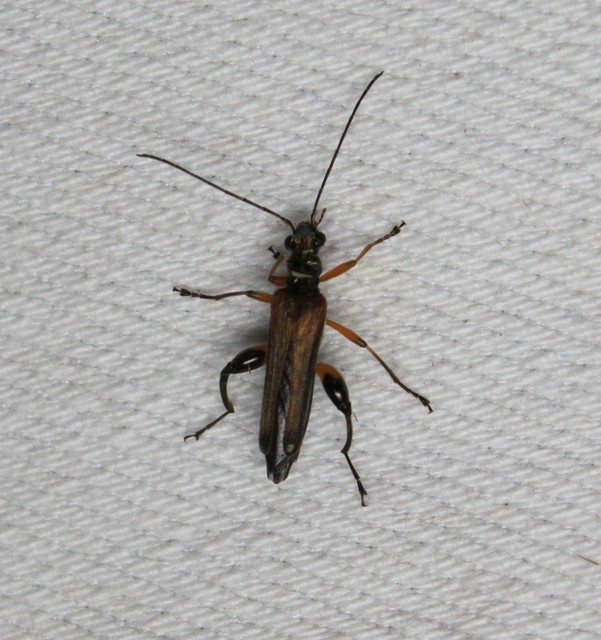 Oedemera podagrariae - székfű-álcincér