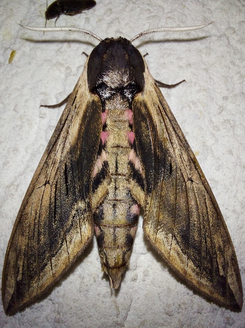 Sphinx ligustri - fagyalszender