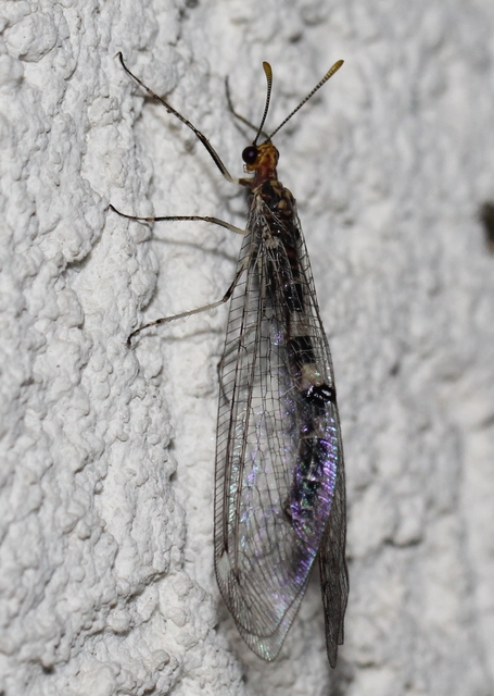 Megistopus flavicornis - kétfoltos hangyaleső