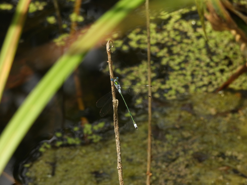 Lestes sponsa - lomha rablószitakötő