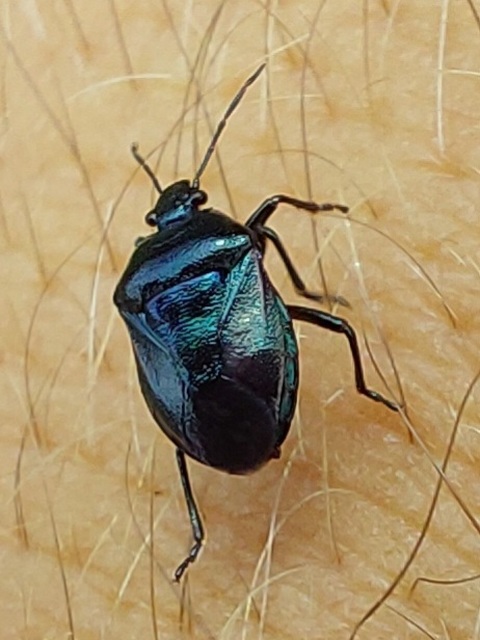 Zicrona caerulea - acélkék poloska Zicrona caerulea - acélkék poloska