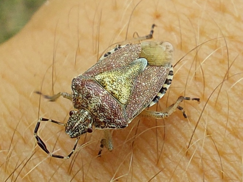 Dolycoris baccarum - közönséges bogyómászó-poloska Dolycoris baccarum - közönséges bogyómászó-poloska