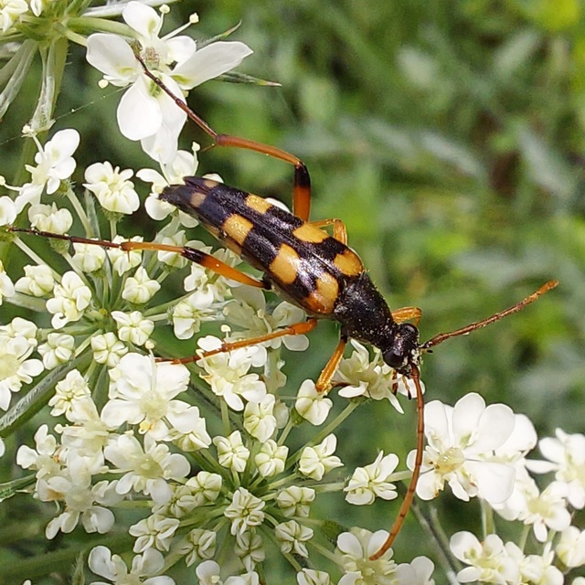 Strangalia attenuata - nyurgacincér