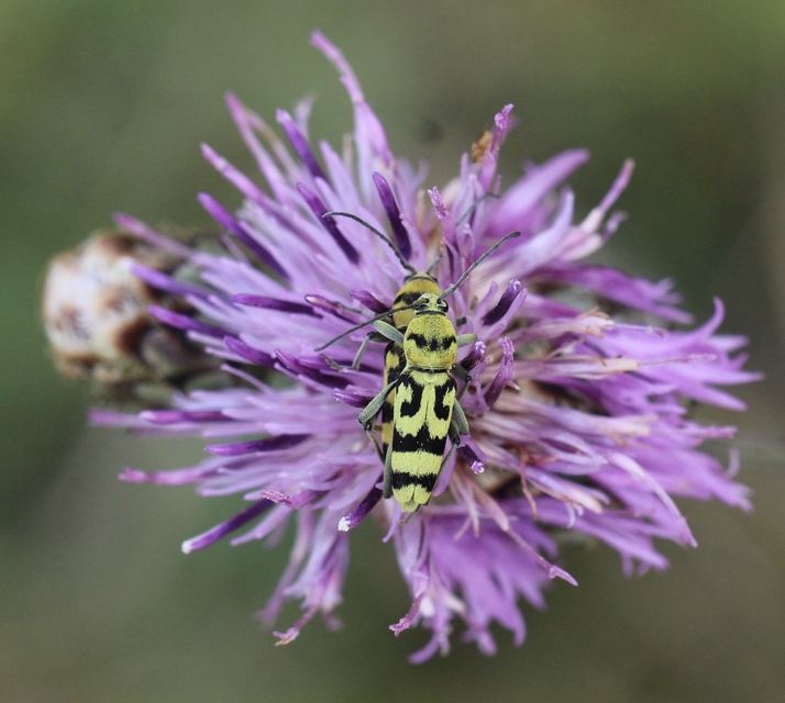 Chlorophorus varius - díszes darázscincér