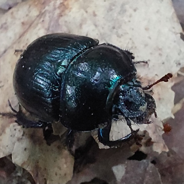 Anoplotrupes stercorosus - erdei álganéjtúró