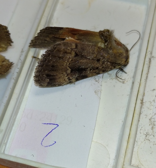 Amphipyra pyramidea - fahéjszínű bagoly