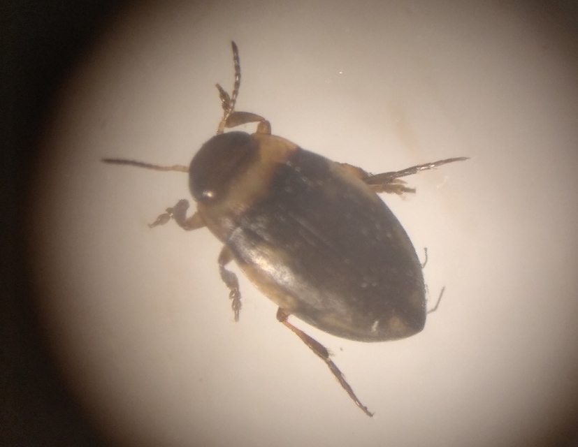 Bidessus unistriatus - barna törpecsíkbogár