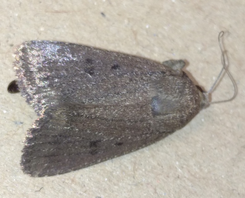 Amphipyra tragopoginis - bakszakállbagoly