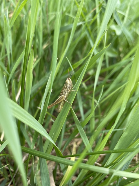 Euchorthippus declivus - rövidszárnyú rétisáska