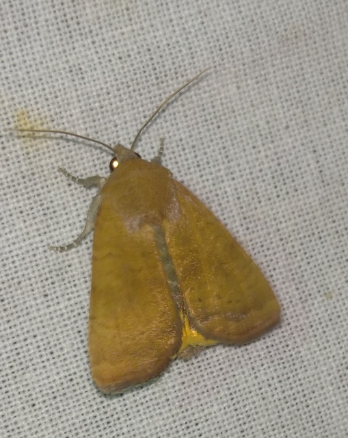 Noctua interjecta - zömök sárgafűbagoly