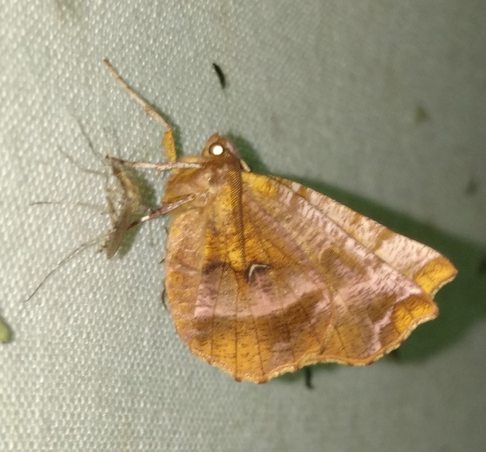 Selenia dentaria - kétfoltos holdasaraszoló