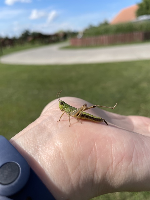 Pseudochorthippus parallelus - közönséges rétisáska