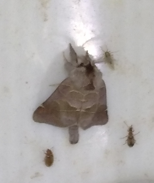 Clostera pigra - apró levélszövő