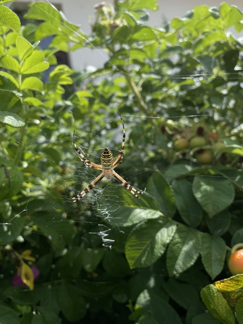 Argiope bruennichi - darázspók