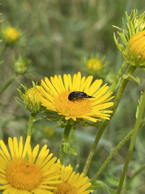 Mordellidae - marókafélék