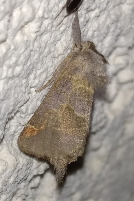 Clostera pigra - apró levélszövő