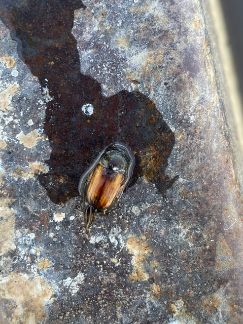 Anisoplia tempestiva - gabonaszipoly