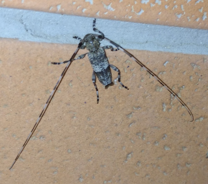Acanthocinus griseus - szürke daliáscincér