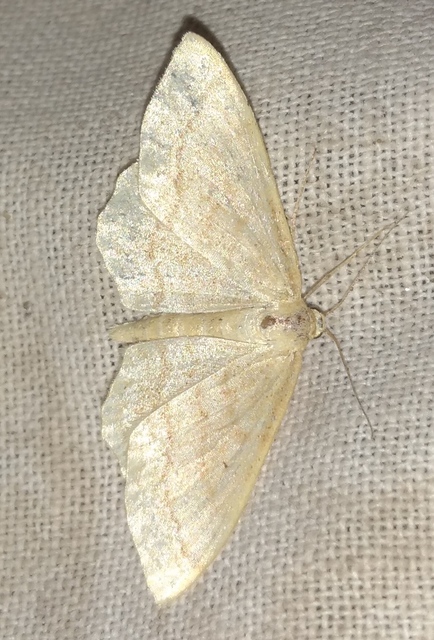 Idaea rufaria - vörhenyes sávosaraszoló