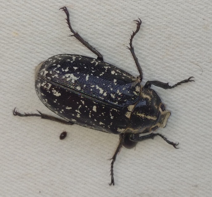 Polyphylla fullo - csapó cserebogár