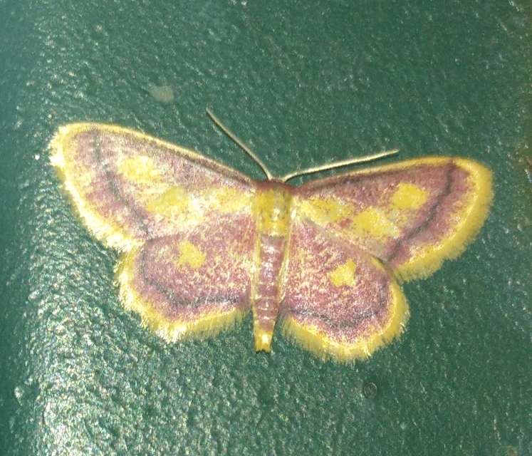 Idaea muricata - mocsári pirosaraszoló