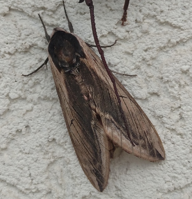 Sphinx ligustri - fagyalszender