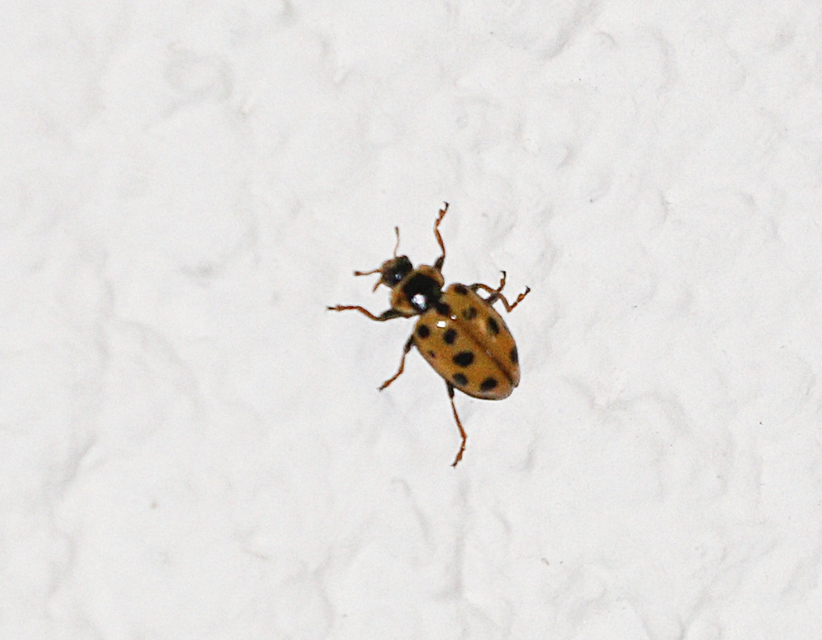 Hippodamia tredecimpunctata - mocsári katica