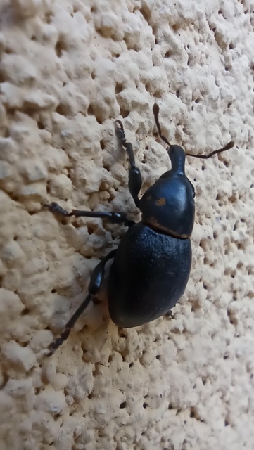 Liparus coronatus - kis turbolyaormányos