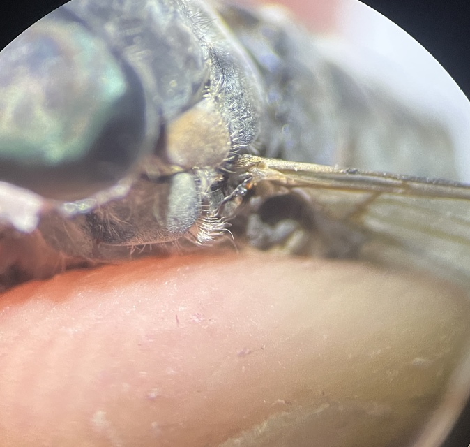 Tabanus autumnalis - zömök bögöly