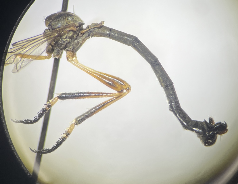 Leptogaster cylindrica