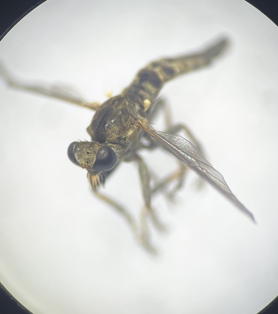 Stichopogon scaliger