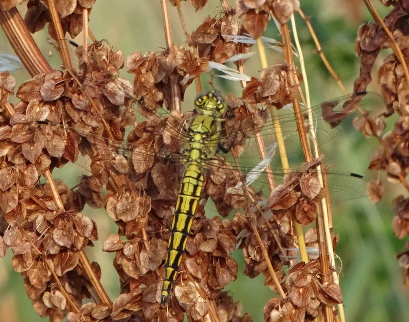 Orthetrum cancellatum - feketefarkú pásztorszitakötő
