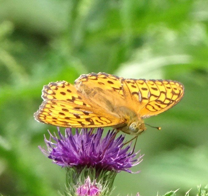 Argynnis adippe - ezüstös gyöngyházlepke