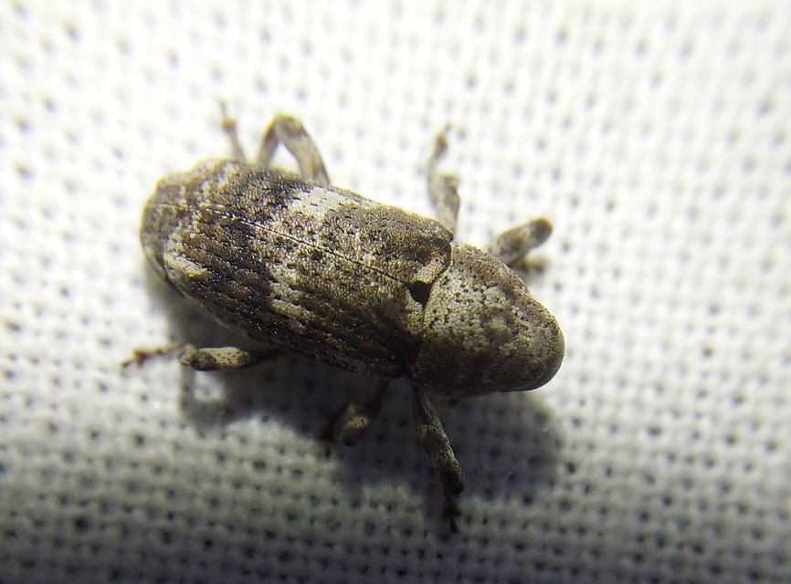 Gasterocercus depressirostris - laposorrú ormányos