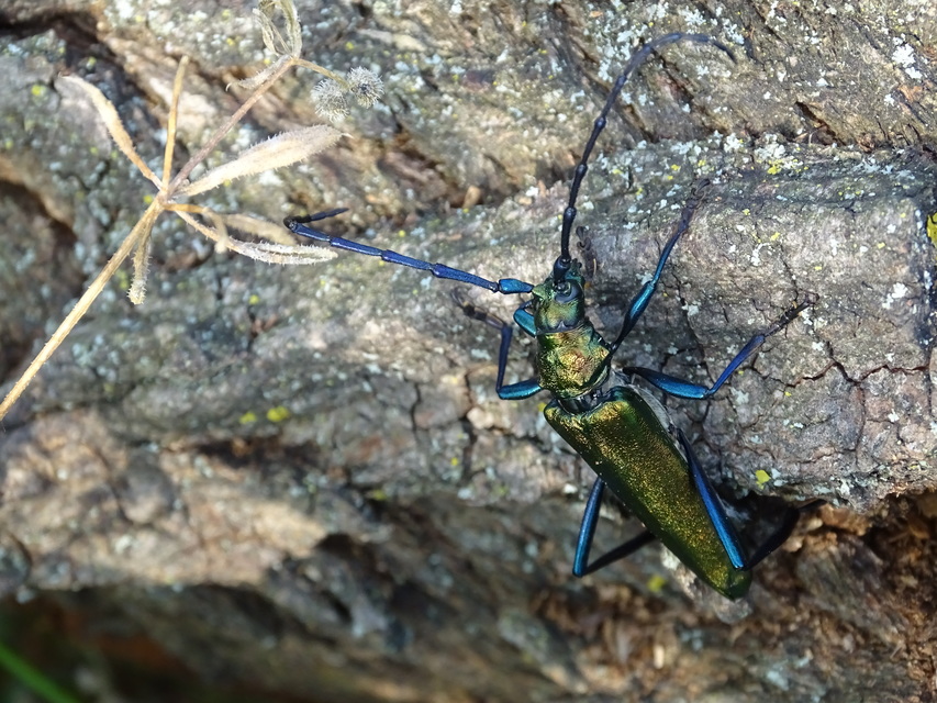 Aromia moschata - pézsmacincér