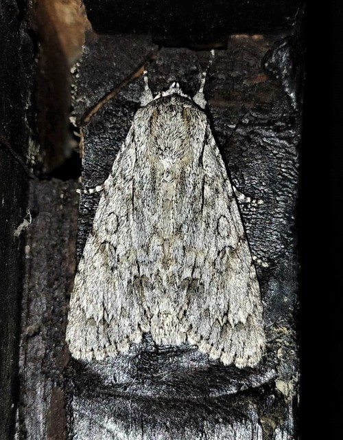 Acronicta aceris - vadgesztenye-szigonyosbagoly