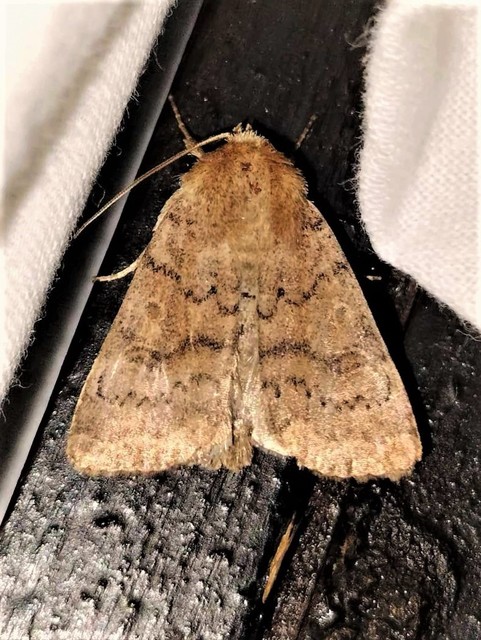 Hoplodrina octogenaria - barna selymesbagoly