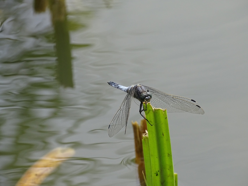 Orthetrum cancellatum - feketefarkú pásztorszitakötő